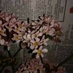 Rogiera amoena Квітка