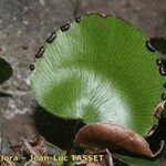 Adiantum reniforme Folio