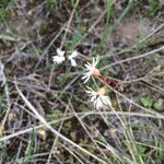 Lithophragma glabrum Flower