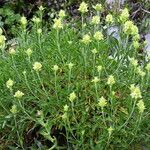 Sideritis hyssopifolia Hábito