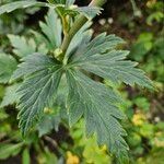 Aconitum napellus Leaf