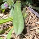 Buglossoides incrassata Blatt