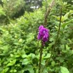 Stachytarpheta frantzii Flower