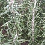 Rosmarinus officinalis Folha