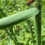 Phleum pratense 葉