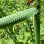 Phleum pratense Leaf