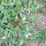 Raphanus raphanistrum Habit