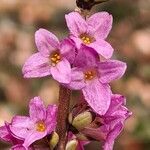 Daphne mezereum Flower