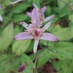 Tricyrtis formosana Flor