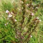 Euphrasia tetraquetra