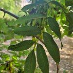 Fraxinus excelsior 葉