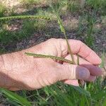 Urochloa eminii Bloem