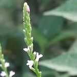 Verbena urticifolia Цвят