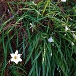 Ipheion uniflorum Yaprak