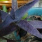 Tradescantia pallida List