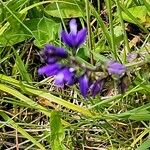 Polygala vulgaris Fleur
