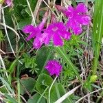 Primula spectabilis Цветок