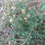 Tridax procumbensFleur