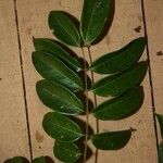 Swartzia polyphylla Φύλλο