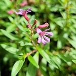Cuphea racemosa Flower