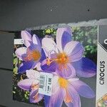 Crocus autumnalis Кветка