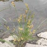 Juncus compressus 花