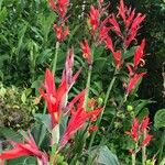 Canna indicaFlower