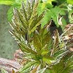 Rubus nemoralis Leaf