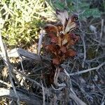 Orobanche variegata 叶