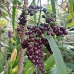 Cordyline strictaFruit