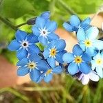 Myosotis arvensis Fleur