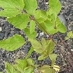 Aralia elata Leaf