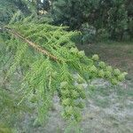 Cryptomeria japonica Gyümölcs