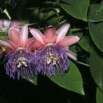 Passiflora laurifolia Çiçek