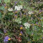 Selinum carvifolia Hábito