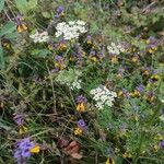 Selinum carvifolium Habit