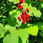 Rubus saxatilis Hedelmä