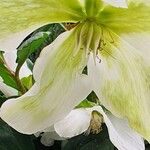 Helleborus niger Flower