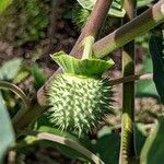 Datura innoxia Fruit