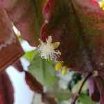 Rhipsalis elliptica Blomst