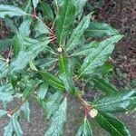Morella cerifera Hoja