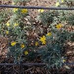 Euryops pectinatus Vivejo