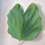 Bauhinia purpurea Leaf