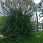 Cortaderia selloanaLehti