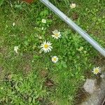 Leucanthemum ircutianum Квітка