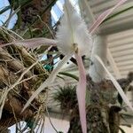 Brassavola cucullataКветка