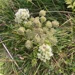 Angelica sylvestrisLorea