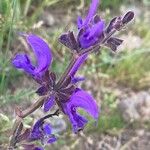 Salvia pratensis Flower