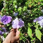 Brunfelsia pauciflora Flower