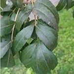Fraxinus angustifolia Leht